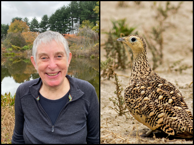 Dr. Gibson and a sandgrouse