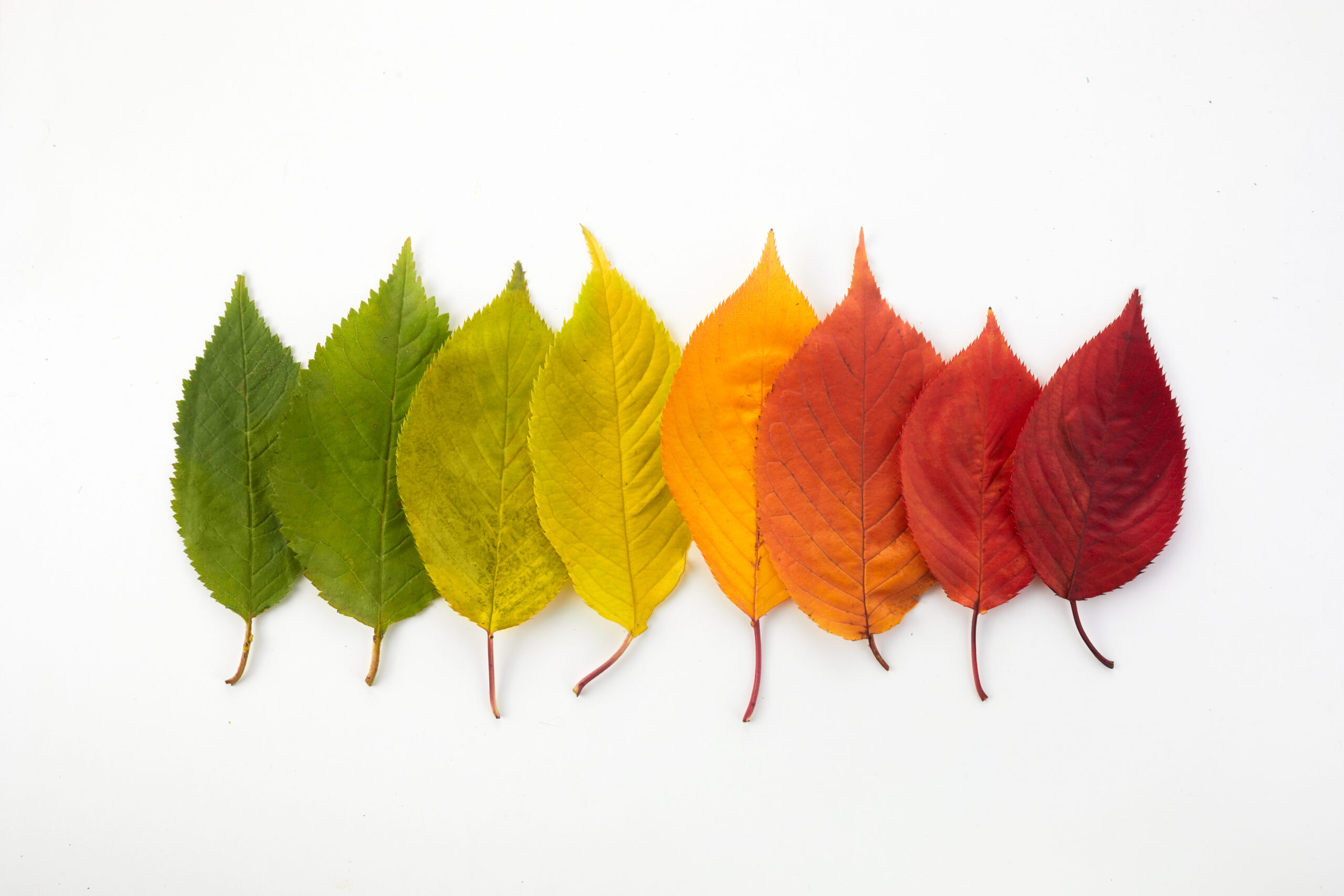 scaled fall leaves