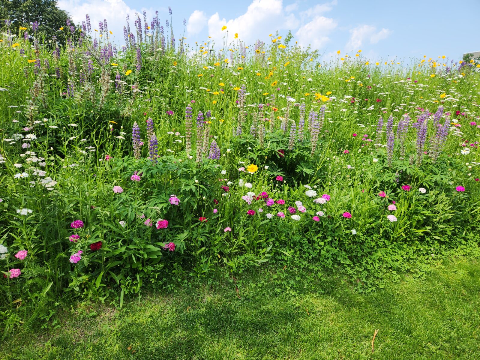 Left of Sign- No Sign – Batten Rewilded Flowers w Grass