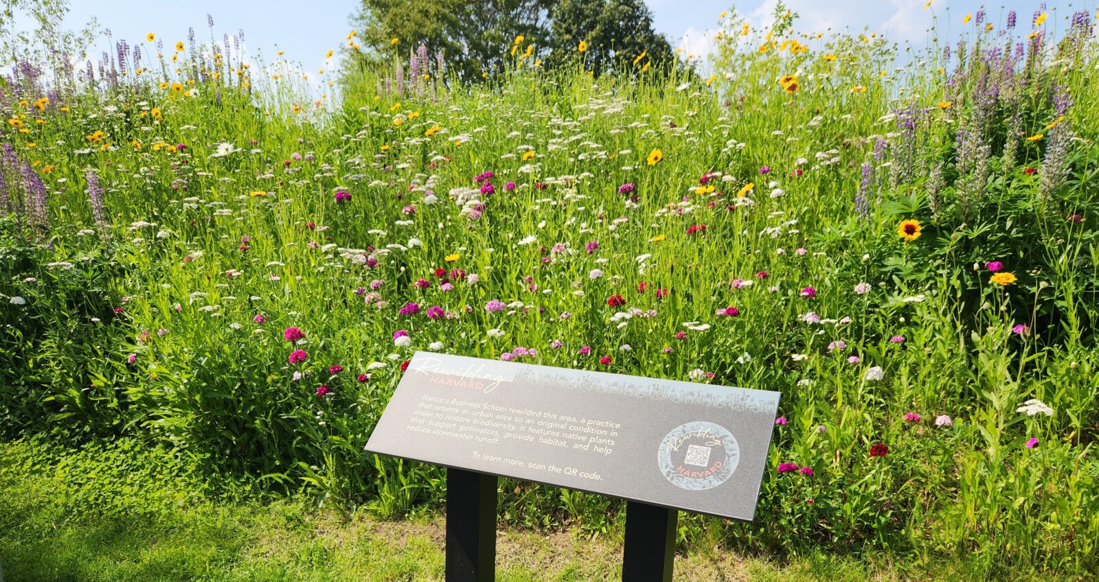 Sign View Left Closer Batten Rewilded Flowers