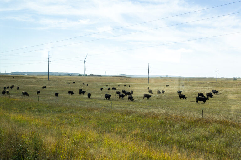 Wind turbines at Bowman Wind with livestock in the foreground.
